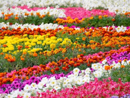 Flower Bed Design 1